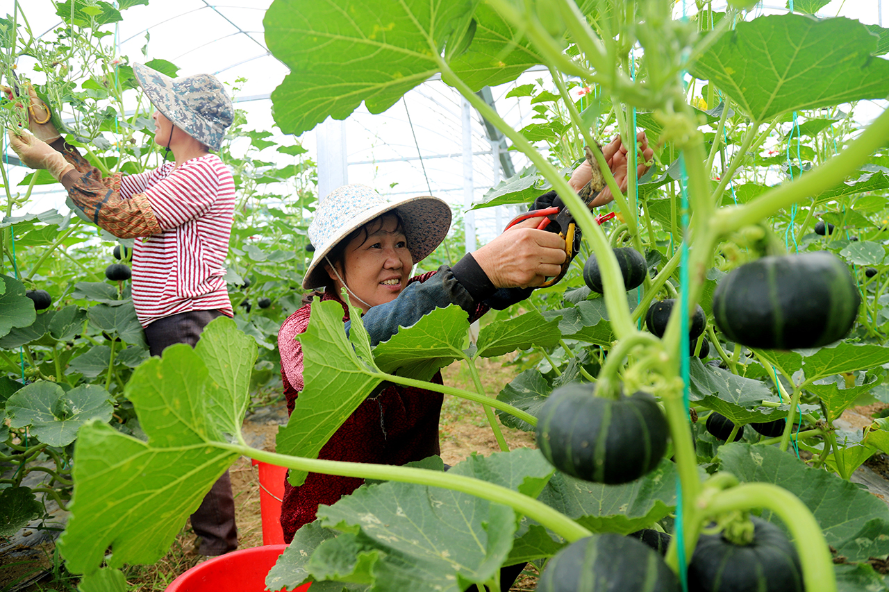 高淳桠溪贝贝小南瓜整枝打叉管理助增收