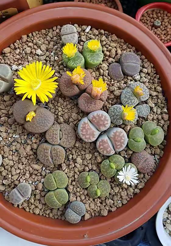 萌萌的生石花养护做好一点又胖又壮又漂亮越看越喜欢