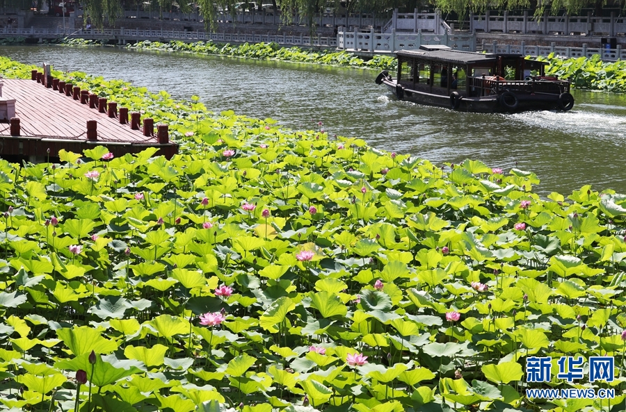 仲夏时节,许昌市区护城河内的荷花竞相开放,散发出阵阵清香,吸引众多