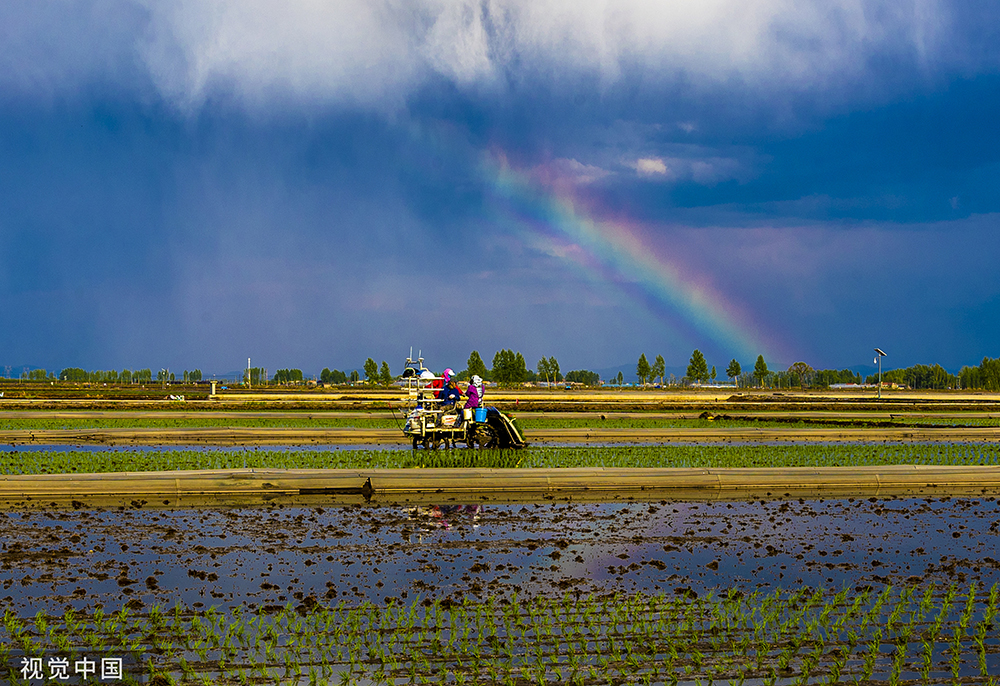 2022年5月15日,吉林市,在360公顷广阔的水稻田上,农民正在插秧,彩虹从