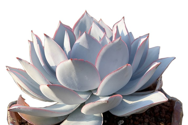 尽早剪掉花剑大多数多肉植物都可以采用叶插来繁殖,但是广寒宫的叶片
