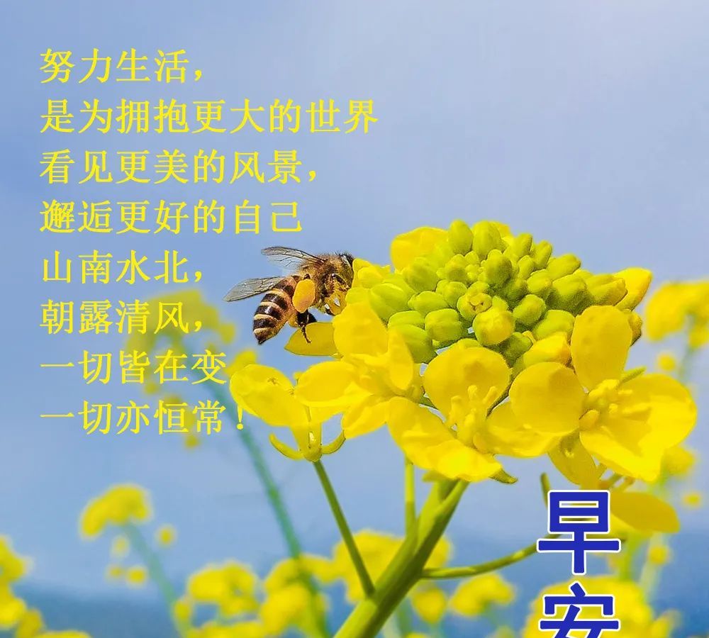 最美清晨早安问候祝福图片精选,温馨的早上好祝福图片__财经头条