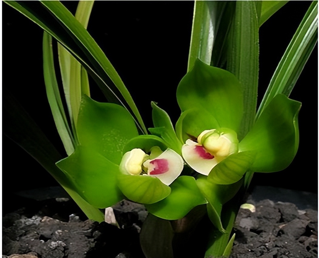 "春兰皇后"绿云,花色独特,养护较简单,注意这几点即可__财经头条