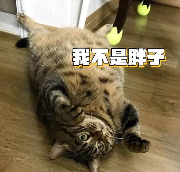 猫咪被埋在垃圾堆里,清洁工徒手翻找2小时,最终成功救出休闲区蓝鸢梦想 - Www.slyday.coM 猫咪被埋在垃圾堆里,清洁工徒手翻找2小时,最终成功救出休闲区蓝鸢梦想 - Www.slyday.coM