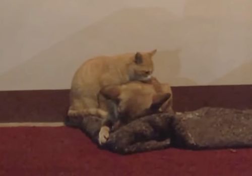 狗狗不知被遗弃苦等主人,流浪猫暖心陪伴好朋友:幸好还有你休闲区蓝鸢梦想 - Www.slyday.coM 狗狗不知被遗弃苦等主人,流浪猫暖心陪伴好朋友:幸好还有你休闲区蓝鸢梦想 - Www.slyday.coM