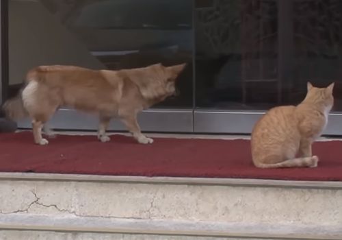 狗狗不知被遗弃苦等主人,流浪猫暖心陪伴好朋友:幸好还有你休闲区蓝鸢梦想 - Www.slyday.coM 狗狗不知被遗弃苦等主人,流浪猫暖心陪伴好朋友:幸好还有你休闲区蓝鸢梦想 - Www.slyday.coM