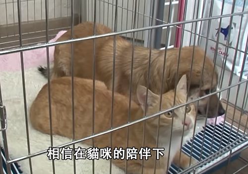 狗狗不知被遗弃苦等主人,流浪猫暖心陪伴好朋友:幸好还有你休闲区蓝鸢梦想 - Www.slyday.coM 狗狗不知被遗弃苦等主人,流浪猫暖心陪伴好朋友:幸好还有你休闲区蓝鸢梦想 - Www.slyday.coM