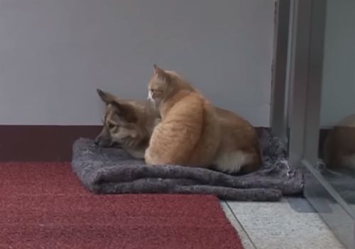 狗狗不知被遗弃苦等主人,流浪猫暖心陪伴好朋友:幸好还有你休闲区蓝鸢梦想 - Www.slyday.coM 狗狗不知被遗弃苦等主人,流浪猫暖心陪伴好朋友:幸好还有你休闲区蓝鸢梦想 - Www.slyday.coM