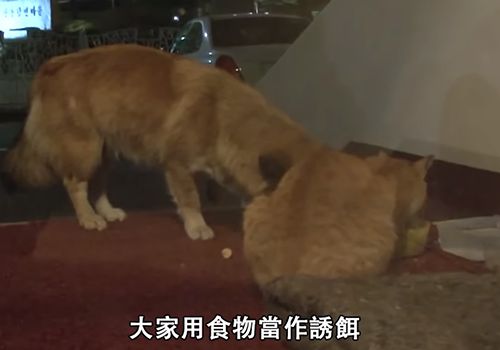 狗狗不知被遗弃苦等主人,流浪猫暖心陪伴好朋友:幸好还有你休闲区蓝鸢梦想 - Www.slyday.coM 狗狗不知被遗弃苦等主人,流浪猫暖心陪伴好朋友:幸好还有你休闲区蓝鸢梦想 - Www.slyday.coM