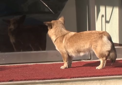 狗狗不知被遗弃苦等主人,流浪猫暖心陪伴好朋友:幸好还有你休闲区蓝鸢梦想 - Www.slyday.coM 狗狗不知被遗弃苦等主人,流浪猫暖心陪伴好朋友:幸好还有你休闲区蓝鸢梦想 - Www.slyday.coM