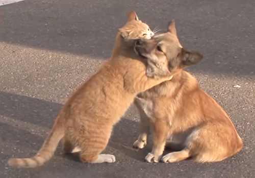 狗狗不知被遗弃苦等主人,流浪猫暖心陪伴好朋友:幸好还有你休闲区蓝鸢梦想 - Www.slyday.coM 狗狗不知被遗弃苦等主人,流浪猫暖心陪伴好朋友:幸好还有你休闲区蓝鸢梦想 - Www.slyday.coM