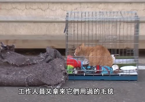 狗狗不知被遗弃苦等主人,流浪猫暖心陪伴好朋友:幸好还有你休闲区蓝鸢梦想 - Www.slyday.coM 狗狗不知被遗弃苦等主人,流浪猫暖心陪伴好朋友:幸好还有你休闲区蓝鸢梦想 - Www.slyday.coM