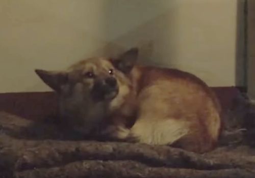 狗狗不知被遗弃苦等主人,流浪猫暖心陪伴好朋友:幸好还有你休闲区蓝鸢梦想 - Www.slyday.coM 狗狗不知被遗弃苦等主人,流浪猫暖心陪伴好朋友:幸好还有你休闲区蓝鸢梦想 - Www.slyday.coM