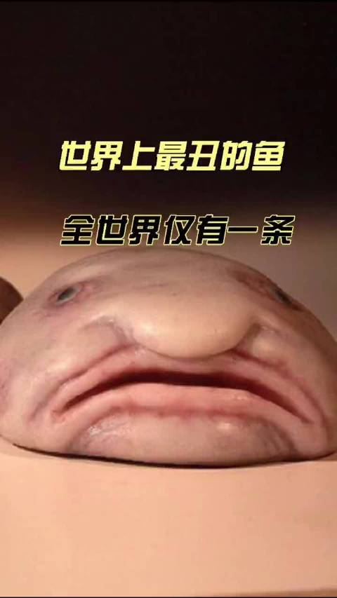 世界上最丑的鱼—水滴鱼,全世界仅日本水族馆有一条!_手机新浪网