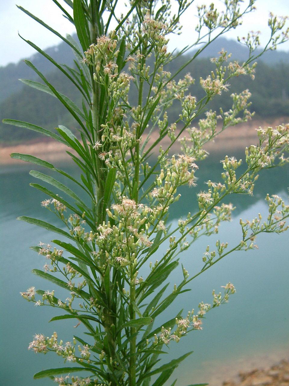 路边常见的小蓬草煮水好多人不知它是宝懂的人说它珍贵