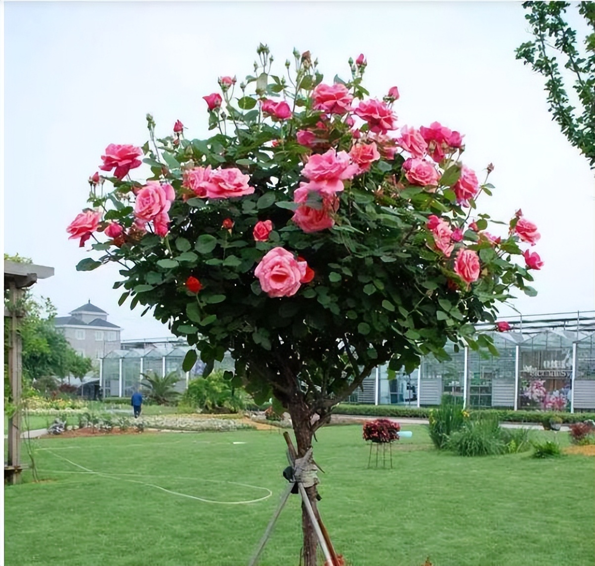 院子里有空地养株树状月季花开似海景色秀丽来看看