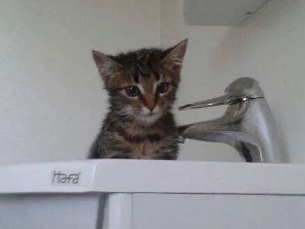 猫咪被埋在垃圾堆里,清洁工徒手翻找2小时,最终成功救出休闲区蓝鸢梦想 - Www.slyday.coM 猫咪被埋在垃圾堆里,清洁工徒手翻找2小时,最终成功救出休闲区蓝鸢梦想 - Www.slyday.coM