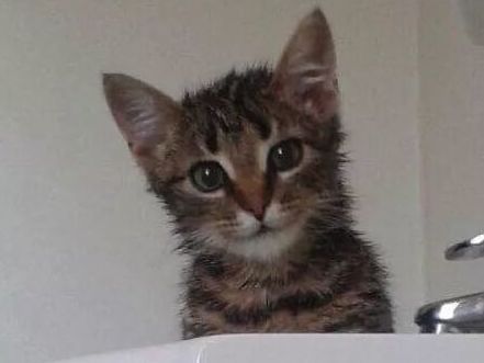 猫咪被埋在垃圾堆里,清洁工徒手翻找2小时,最终成功救出休闲区蓝鸢梦想 - Www.slyday.coM 猫咪被埋在垃圾堆里,清洁工徒手翻找2小时,最终成功救出休闲区蓝鸢梦想 - Www.slyday.coM