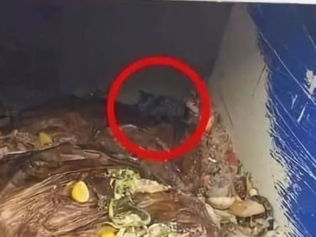 猫咪被埋在垃圾堆里,清洁工徒手翻找2小时,最终成功救出休闲区蓝鸢梦想 - Www.slyday.coM 猫咪被埋在垃圾堆里,清洁工徒手翻找2小时,最终成功救出休闲区蓝鸢梦想 - Www.slyday.coM
