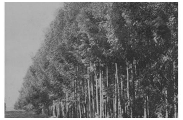 图2 20世纪初南非某种植园