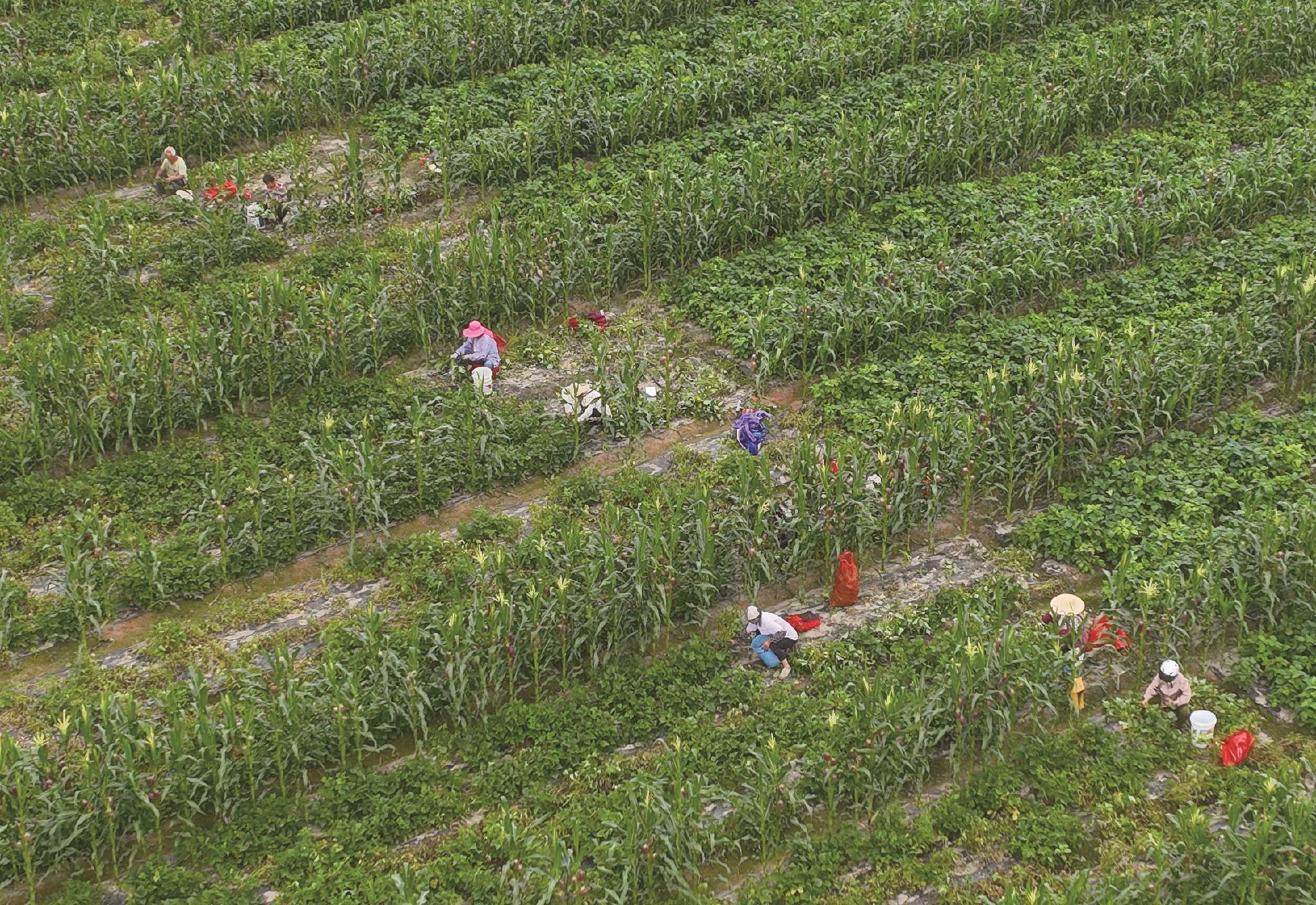 实行订单种植,主要种植鲜食玉米,大豆和青刀豆