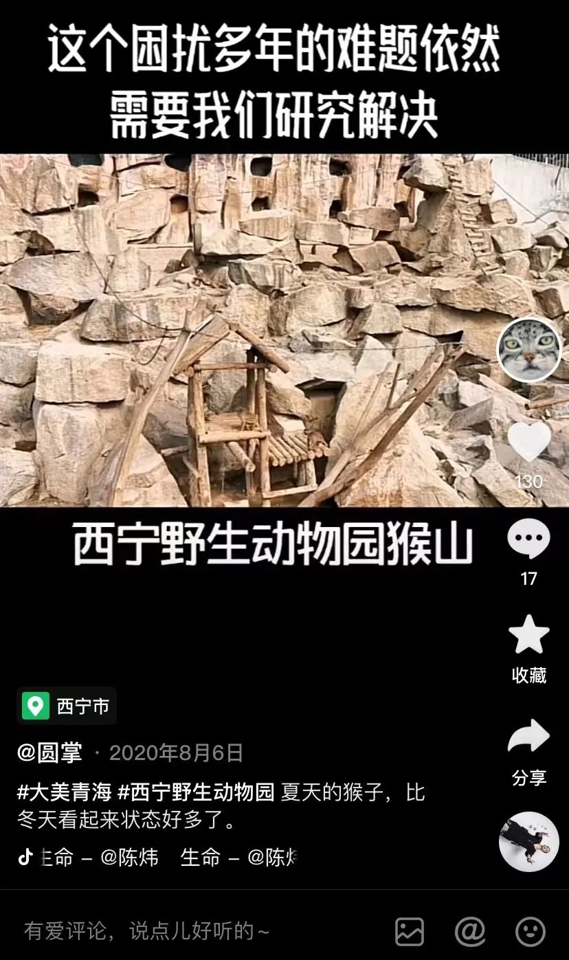兔狲爆红，一家野生动物园的“翻身仗”休闲区蓝鸢梦想 - Www.slyday.coM