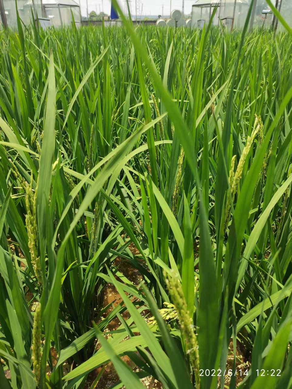 江汉平原荆州市西郊早稻已开始抽穗扬花(黄智敏 摄)