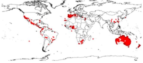 图4 全球桉树分布图