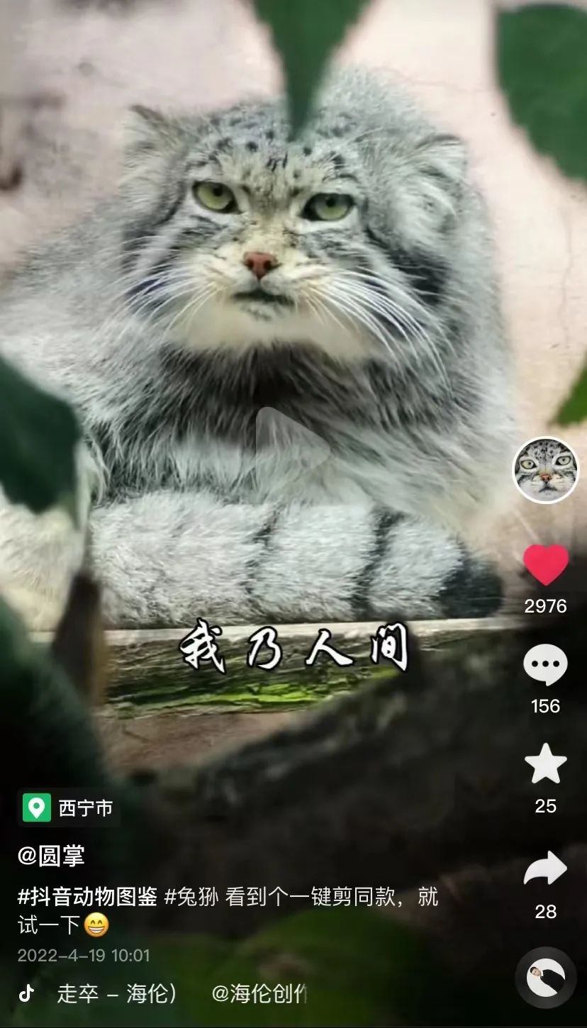 兔狲爆红，一家野生动物园的“翻身仗”休闲区蓝鸢梦想 - Www.slyday.coM