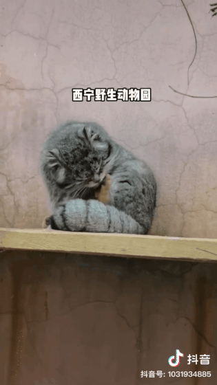 兔狲爆红，一家野生动物园的“翻身仗”休闲区蓝鸢梦想 - Www.slyday.coM
