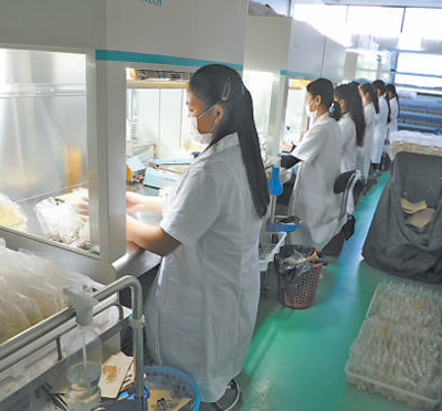 柬埔寨皇家农业大学香蕉组培苗中心内,工作人员正在进行组培苗接种.