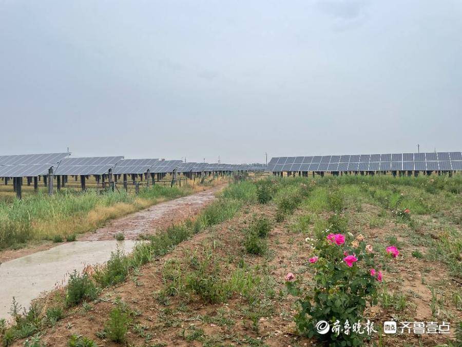 高青县常家镇生态引领发展着力打造深厚底蕴的黄河湿地小镇