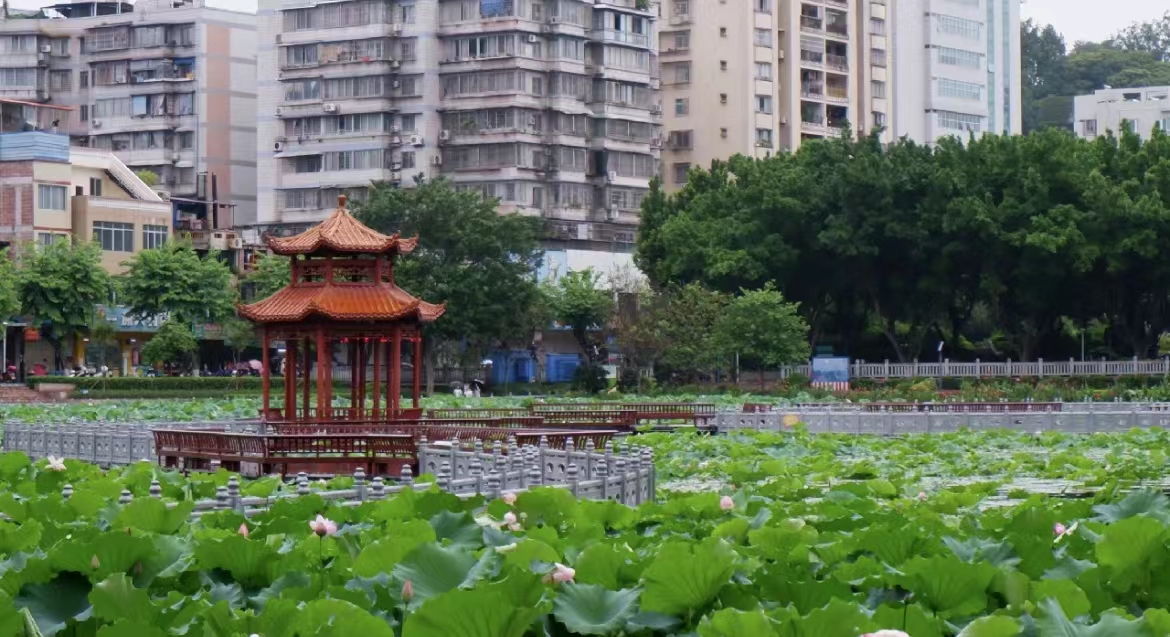 潘塘公园荷花虽美,但居然有人公然做这些事!|荷花|荷叶|池塘_新浪新闻