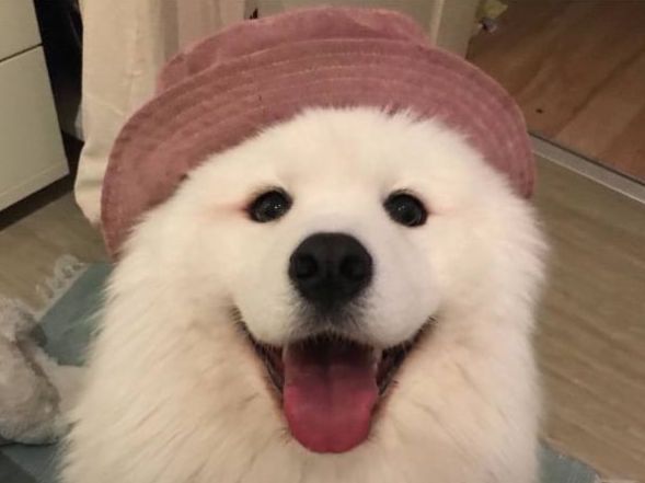 狗狗身上总有鸟屎,主人觉得很奇怪,知道原因后憋不住了!休闲区蓝鸢梦想 - Www.slyday.coM 狗狗身上总有鸟屎,主人觉得很奇怪,知道原因后憋不住了!休闲区蓝鸢梦想 - Www.slyday.coM