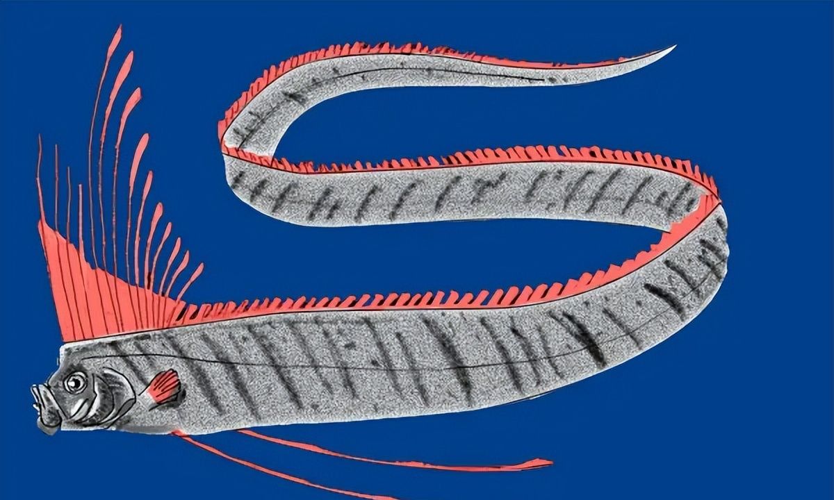 6米长地震鱼现身台湾,真的是地震的前兆吗?|皇带鱼|地震|鱼_新浪新闻