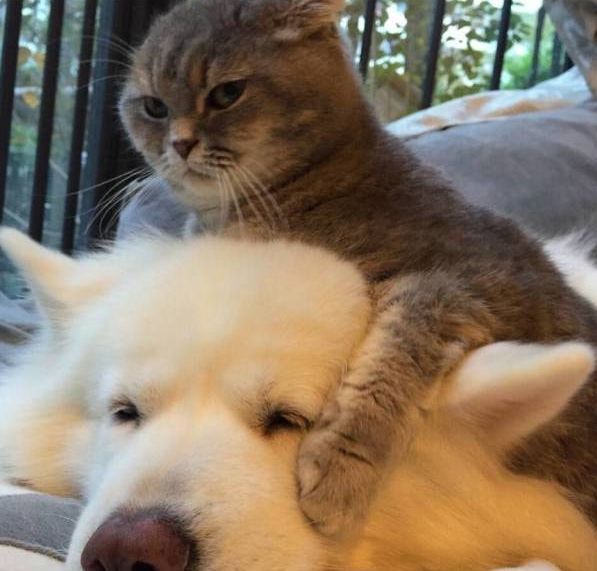 狗狗身上总有鸟屎,主人觉得很奇怪,知道原因后憋不住了!休闲区蓝鸢梦想 - Www.slyday.coM 狗狗身上总有鸟屎,主人觉得很奇怪,知道原因后憋不住了!休闲区蓝鸢梦想 - Www.slyday.coM