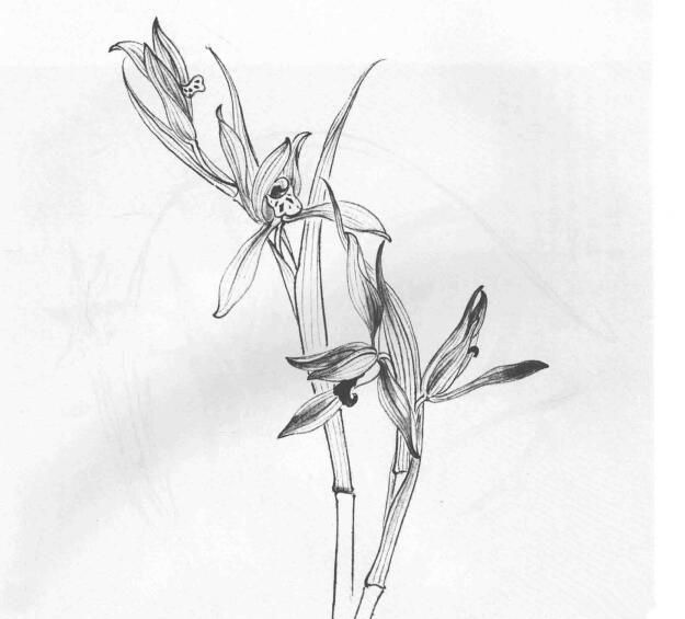 白描花卉画稿上