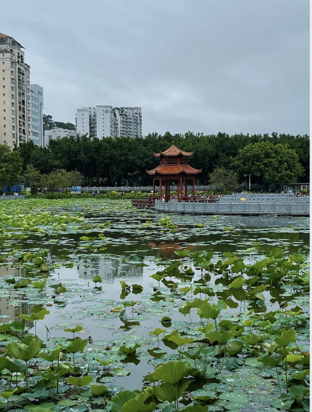 潘塘公园荷花虽美但居然有人公然做这些事