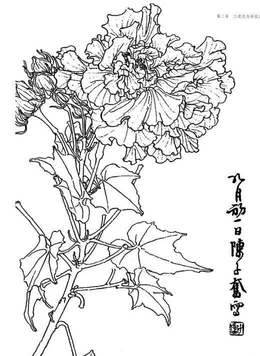 白描花卉画稿上