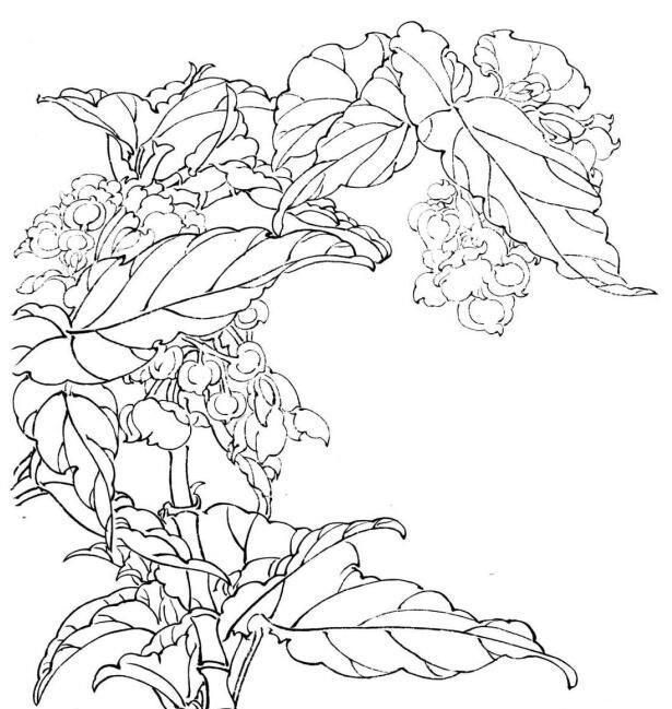 白描花卉画稿上