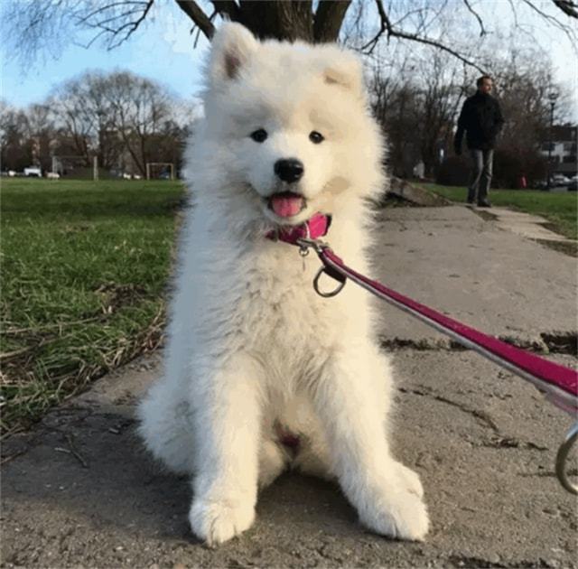 狗狗身上总有鸟屎,主人觉得很奇怪,知道原因后憋不住了!休闲区蓝鸢梦想 - Www.slyday.coM 狗狗身上总有鸟屎,主人觉得很奇怪,知道原因后憋不住了!休闲区蓝鸢梦想 - Www.slyday.coM