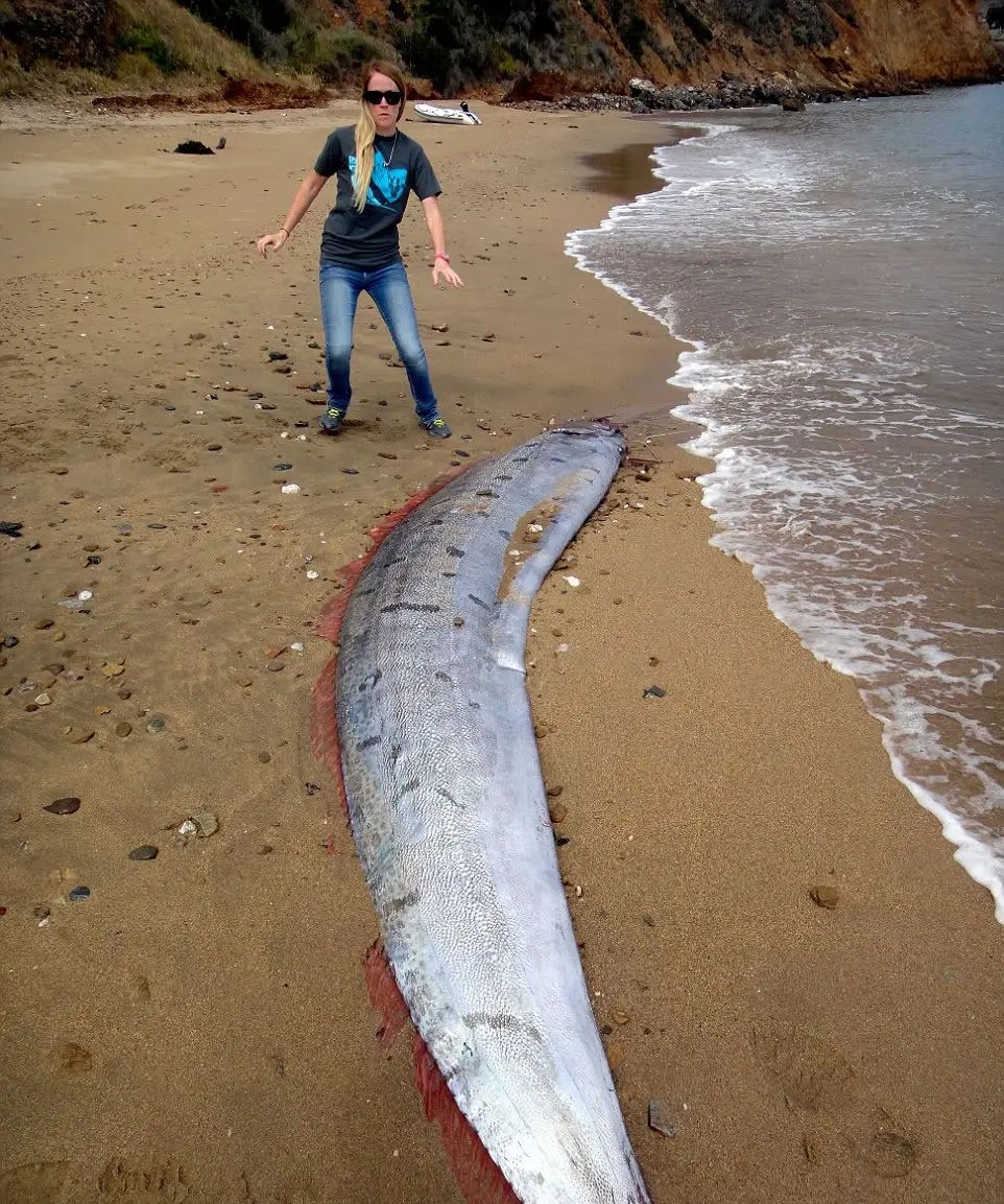 6米长地震鱼现身台湾,真的是地震的前兆吗?|皇带鱼|地震|鱼_新浪新闻