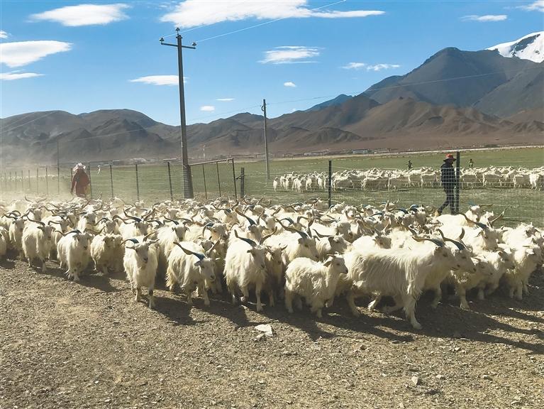 畜牧业科技助力西藏羊产业快速发展念好养羊经产业助振兴