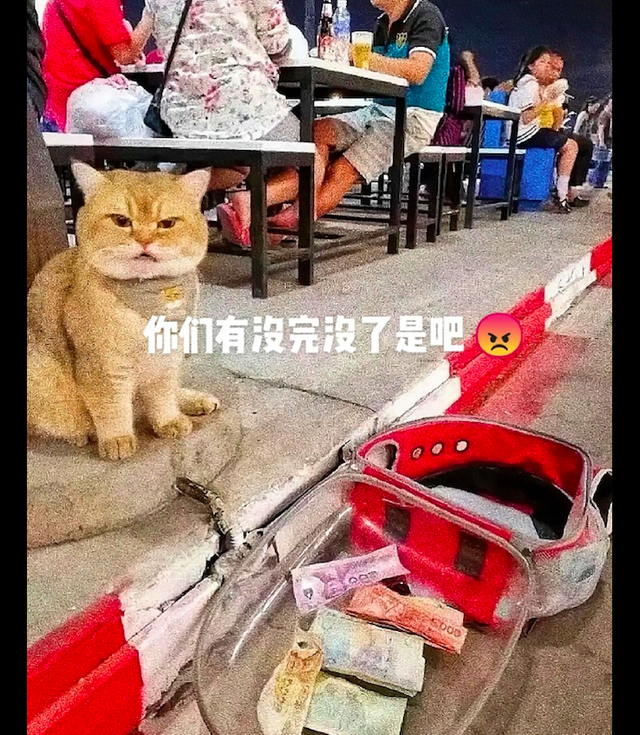 把猫咪放在路边，没想到路人把它当成乞讨的还给了钱，猫：太屈辱休闲区蓝鸢梦想 - Www.slyday.coM