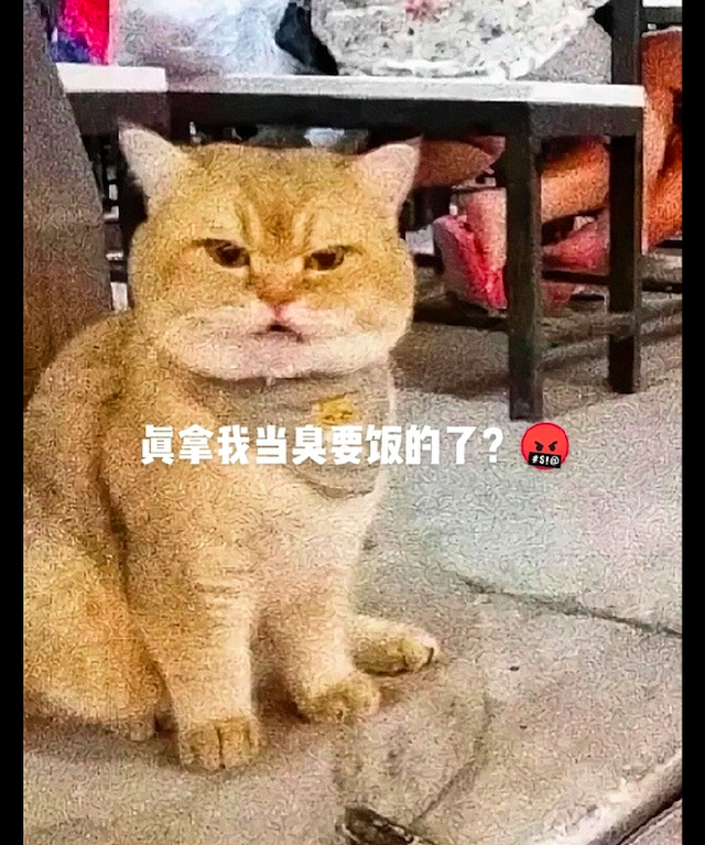 把猫咪放在路边，没想到路人把它当成乞讨的还给了钱，猫：太屈辱休闲区蓝鸢梦想 - Www.slyday.coM