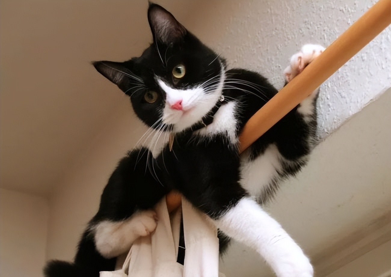 猫界5大调皮精养得越久越心累