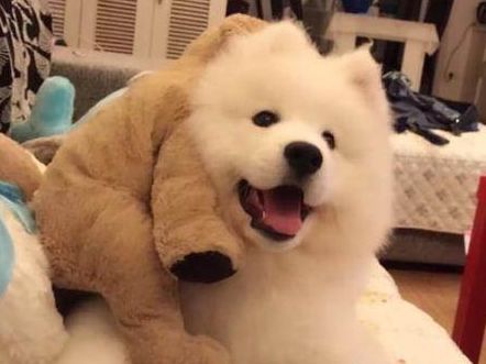 狗狗身上总有鸟屎,主人觉得很奇怪,知道原因后憋不住了!休闲区蓝鸢梦想 - Www.slyday.coM 狗狗身上总有鸟屎,主人觉得很奇怪,知道原因后憋不住了!休闲区蓝鸢梦想 - Www.slyday.coM