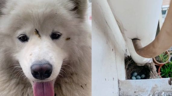 狗狗身上总有鸟屎,主人觉得很奇怪,知道原因后憋不住了!休闲区蓝鸢梦想 - Www.slyday.coM 狗狗身上总有鸟屎,主人觉得很奇怪,知道原因后憋不住了!休闲区蓝鸢梦想 - Www.slyday.coM