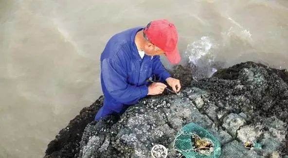 在浙江吃藤壶还以为吞了个鬼手