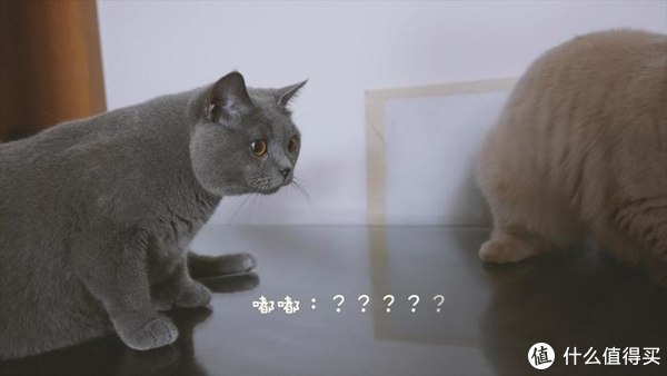 松下S5微单动物自动对焦测评，相信我，真的没有传说中那么烂休闲区蓝鸢梦想 - Www.slyday.coM